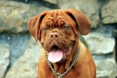 dog, animal, dogue de bordeaux, mastiff, pet, claret, burgundy, puppy, female