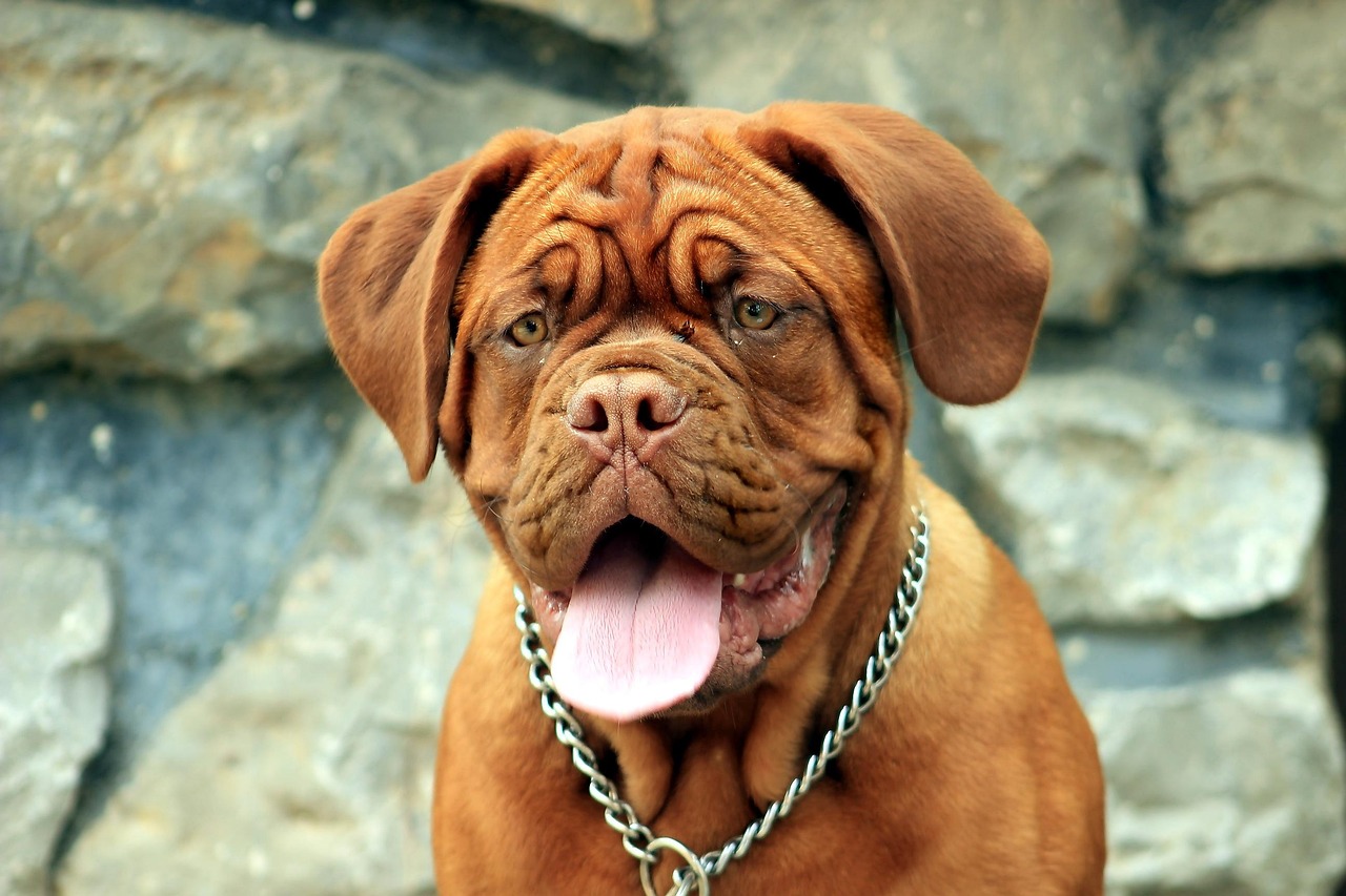 dog, animal, dogue de bordeaux, mastiff, pet, claret, burgundy, puppy, female